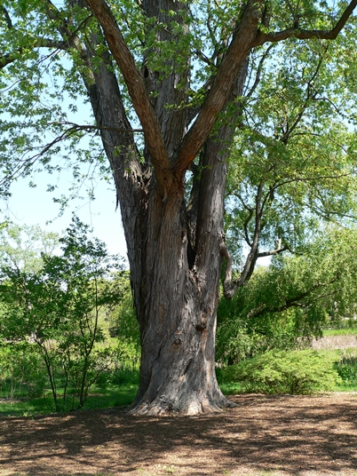 {Acer saccharinum}